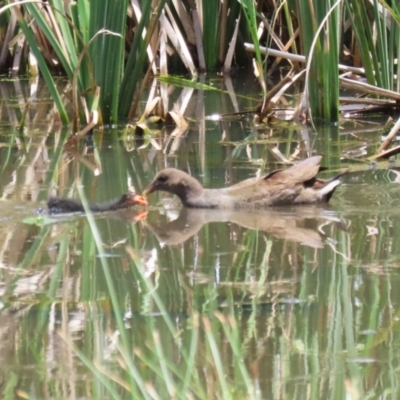 Gallinula tenebrosa (Dusky Moorhen) at Jerrabomberra, NSW - 11 Jan 2024 by RodDeb