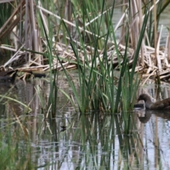 Gallinula tenebrosa at QPRC LGA - 11 Jan 2024