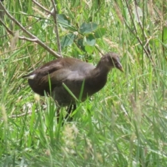 Gallinula tenebrosa at QPRC LGA - 11 Jan 2024