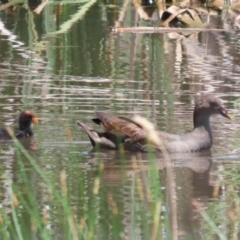 Gallinula tenebrosa at QPRC LGA - 11 Jan 2024 01:04 PM