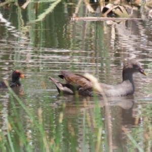 Gallinula tenebrosa at QPRC LGA - 11 Jan 2024