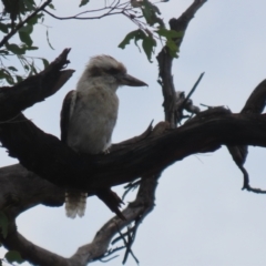 Dacelo novaeguineae (Laughing Kookaburra) at Jerrabomberra, NSW - 11 Jan 2024 by RodDeb