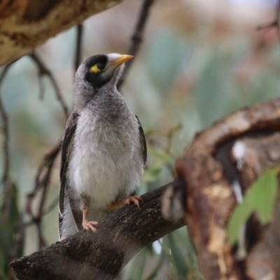 Manorina melanocephala (Noisy Miner) at Jerrabomberra, NSW - 11 Jan 2024 by RodDeb