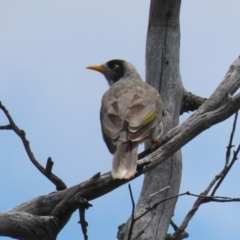 Manorina melanocephala at Jerrabomberra, NSW - 11 Jan 2024