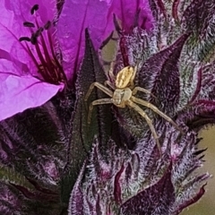 Thomisidae (family) (Unidentified Crab spider or Flower spider) at Weetangera, ACT - 11 Jan 2024 by sangio7