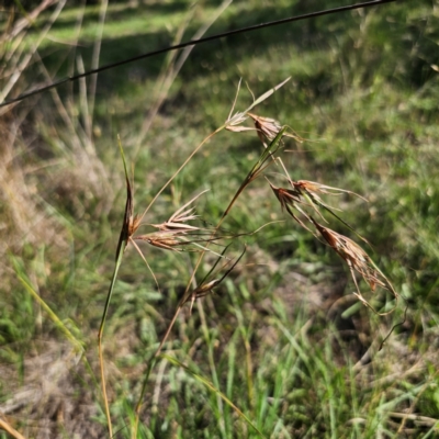 Themeda triandra (Kangaroo Grass) at Bungendore, NSW - 11 Jan 2024 by Csteele4