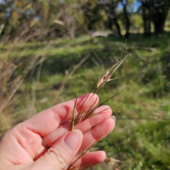 Themeda triandra at QPRC LGA - 11 Jan 2024