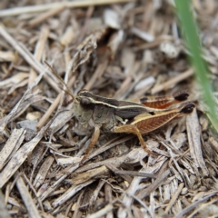 Phaulacridium vittatum (Wingless Grasshopper) at Higgins Woodland - 10 Jan 2024 by Trevor