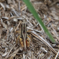 Phaulacridium vittatum at Higgins Woodland - 10 Jan 2024