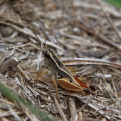 Phaulacridium vittatum at Higgins Woodland - 10 Jan 2024