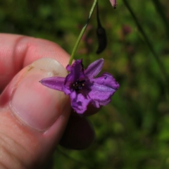 Arthropodium fimbriatum (Nodding Chocolate Lily) at QPRC LGA - 11 Jan 2024 by Csteele4