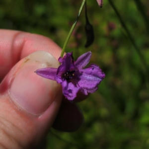 Arthropodium fimbriatum at QPRC LGA - 11 Jan 2024 02:14 PM