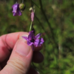 Arthropodium fimbriatum at QPRC LGA - 11 Jan 2024 02:14 PM