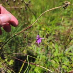 Arthropodium fimbriatum at QPRC LGA - 11 Jan 2024 02:14 PM