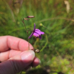 Arthropodium fimbriatum at QPRC LGA - 11 Jan 2024 02:14 PM