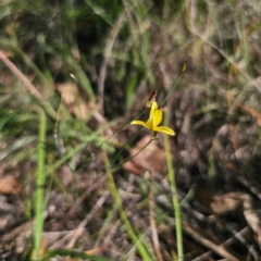 Tricoryne elatior (Yellow Rush Lily) at QPRC LGA - 11 Jan 2024 by Csteele4