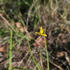 Tricoryne elatior (Yellow Rush Lily) at Bungendore, NSW - 11 Jan 2024 by Csteele4