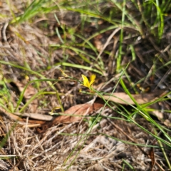 Tricoryne elatior at QPRC LGA - 11 Jan 2024