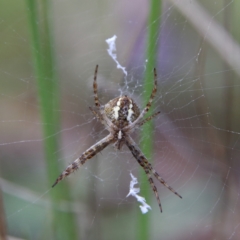 Gea theridioides (An orb weaver spider) at Higgins Woodland - 10 Jan 2024 by MichaelWenke