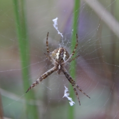 Gea theridioides (An orb weaver spider) at Higgins Woodland - 10 Jan 2024 by Trevor