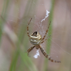 Gea theridioides at Higgins Woodland - 10 Jan 2024