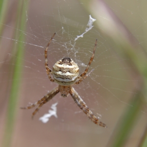 Gea theridioides at Higgins Woodland - 10 Jan 2024