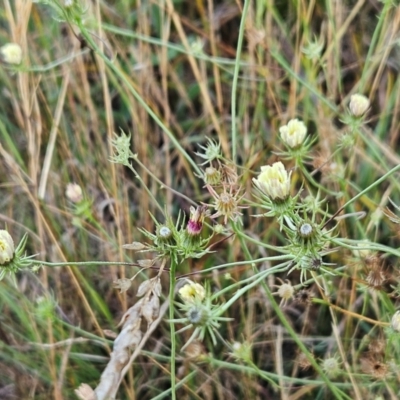 Tolpis barbata (Yellow Hawkweed) at The Pinnacle - 11 Jan 2024 by sangio7