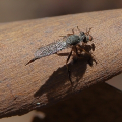 Cerdistus sp. (genus) (Slender Robber Fly) at Higgins Woodland - 10 Jan 2024 by MichaelWenke