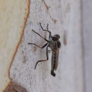 Cerdistus sp. (genus) at Higgins Woodland - 10 Jan 2024