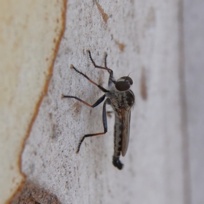 Unidentified Robber fly (Asilidae) at Higgins Woodland - 10 Jan 2024 by Trevor