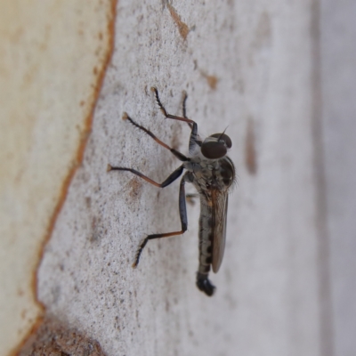 Cerdistus sp. (genus) (Slender Robber Fly) at Higgins Woodland - 10 Jan 2024 by Trevor