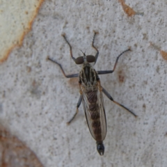 Cerdistus sp. (genus) at Higgins Woodland - 10 Jan 2024