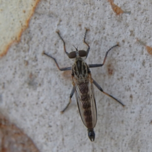 Cerdistus sp. (genus) at Higgins Woodland - 10 Jan 2024