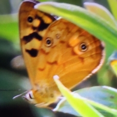 Heteronympha paradelpha (Spotted Brown) at Wingecarribee Local Government Area - 9 Jan 2024 by JanHartog