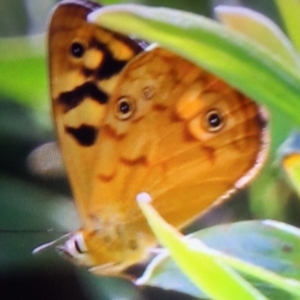 Heteronympha paradelpha at Wingecarribee Local Government Area - 9 Jan 2024