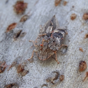 Stenocotis depressa at Higgins Woodland - 10 Jan 2024