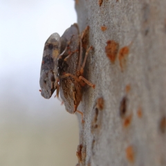 Stenocotis depressa at Higgins Woodland - 10 Jan 2024