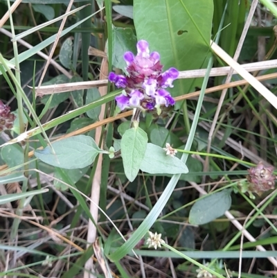 Prunella vulgaris (Self-heal, Heal All) at Australian National University - 11 Jan 2024 by VanceLawrence