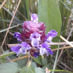 Prunella vulgaris at Sullivans Creek, Acton - 11 Jan 2024