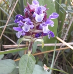 Prunella vulgaris at Sullivans Creek, Acton - 11 Jan 2024