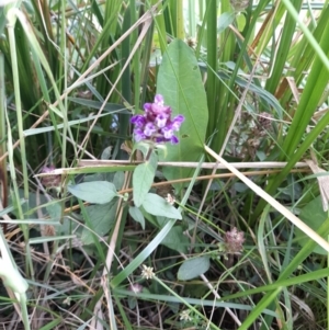 Prunella vulgaris at Sullivans Creek, Acton - 11 Jan 2024