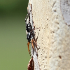 Nyssus coloripes (Spotted Ground Swift Spider) at Higgins Woodland - 10 Jan 2024 by Trevor