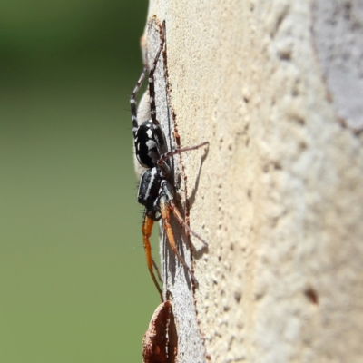 Nyssus coloripes (Spotted Ground Swift Spider) at Higgins Woodland - 10 Jan 2024 by MichaelWenke