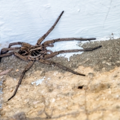 Tasmanicosa sp. (genus) (Tasmanicosa wolf spider) at Penrose, NSW - 8 Jan 2024 by Aussiegall