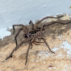 Tasmanicosa sp. (genus) at Penrose, NSW - suppressed