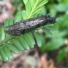 Archichauliodes (Riekochauliodes) guttiferus (Dobsonfly or Fishfly) at ANBG - 11 Jan 2024 by YellowButton