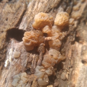 Tremella sp. at Cooma North Ridge Reserve - 11 Jan 2024