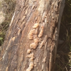 Tremella sp. at Cooma North Ridge Reserve - 11 Jan 2024 01:53 PM