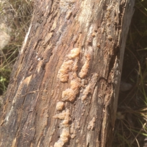 Tremella sp. at Cooma North Ridge Reserve - 11 Jan 2024