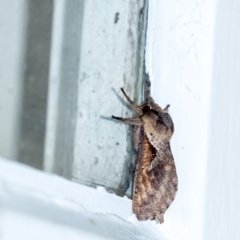 Elhamma australasiae (A Swift or Ghost moth (Hepialidae)) at Wingecarribee Local Government Area - 6 Jan 2024 by Aussiegall